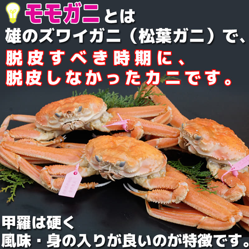 木津市場 解禁!!絶対のおすすめ 浜ゆで ももくん(松葉がに)