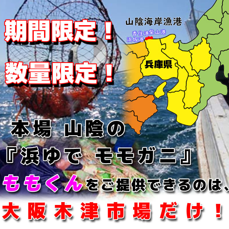 木津市場 解禁!!絶対のおすすめ 浜ゆで ももくん(松葉がに)
